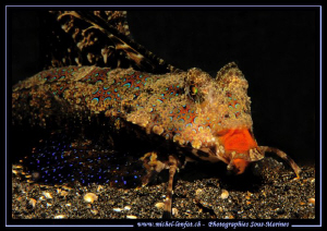 Face to Face with this Dragon Fish seaking for food in th... by Michel Lonfat 
